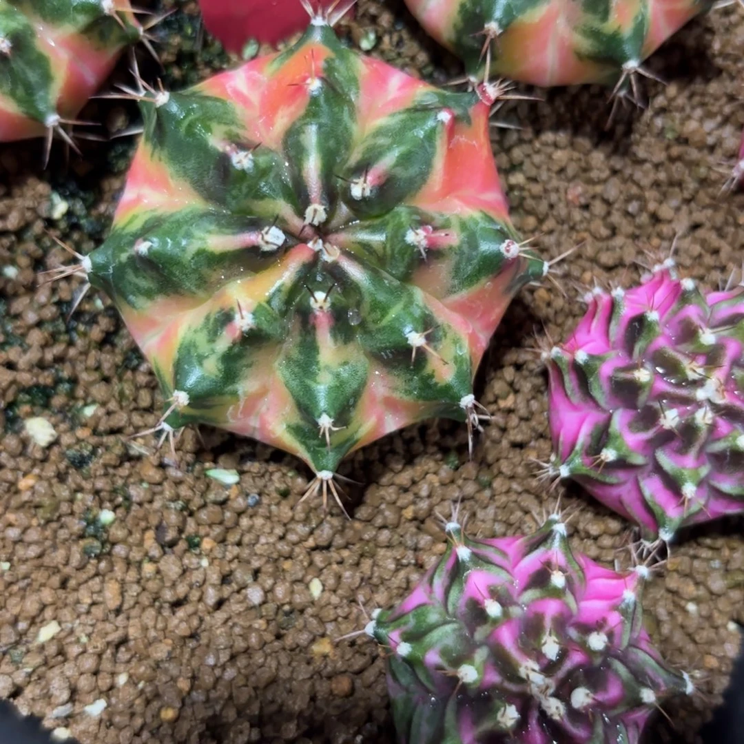 120-1223泰国发货多肉