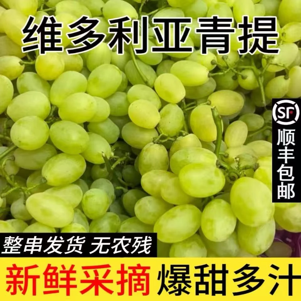 【维多利亚葡萄】河北怀来县特产应季水果怀来葡萄之乡果肉脆甜多汁