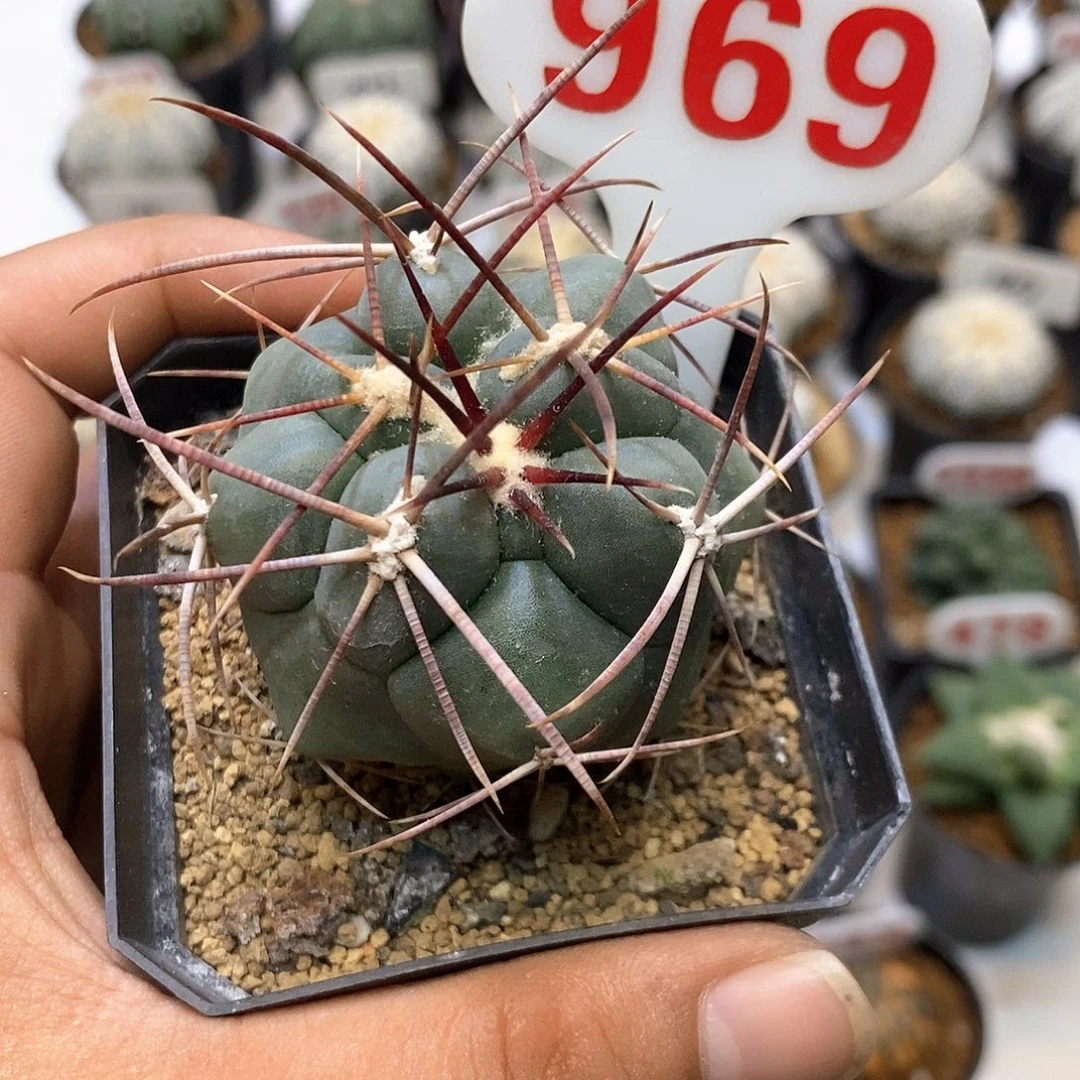 969特价处理特价咯