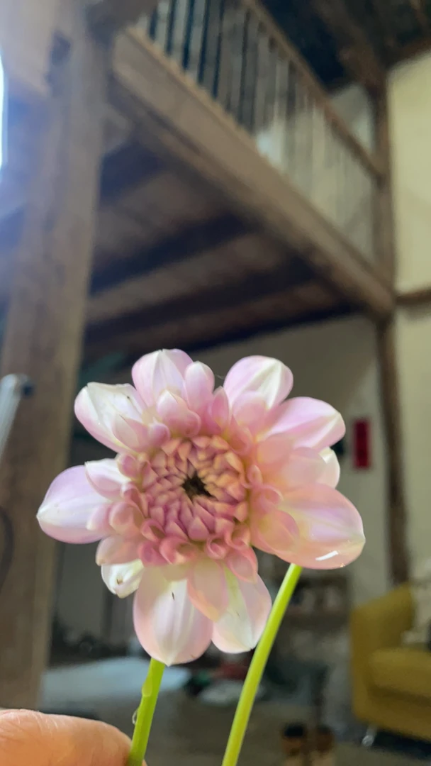 大丽花梅根1加仑带盆发货