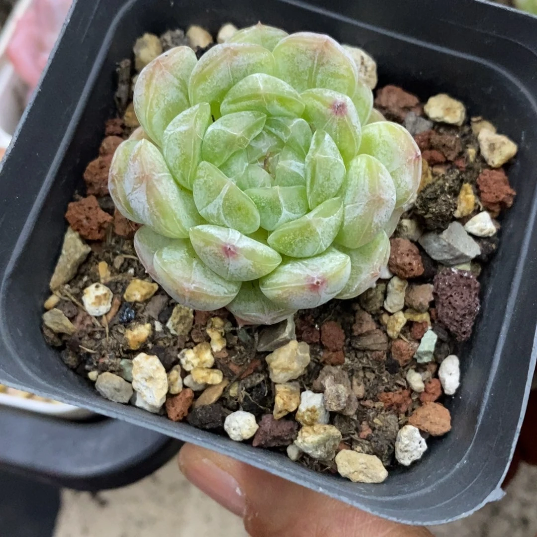 精品多肉一物一拍不包整188