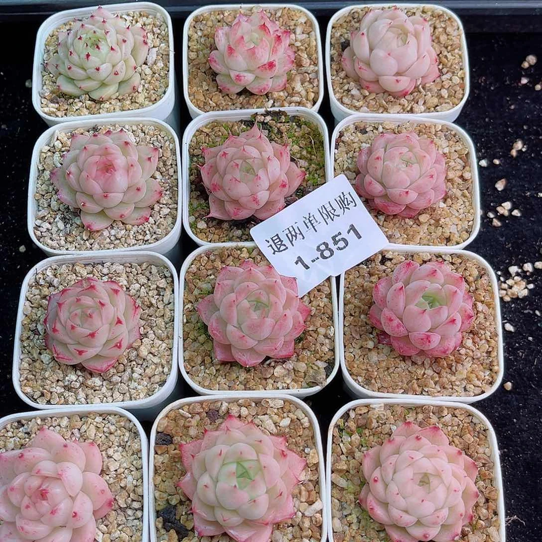 拔****人1-851 新疆西藏内蒙不发零度以下拍保温箱