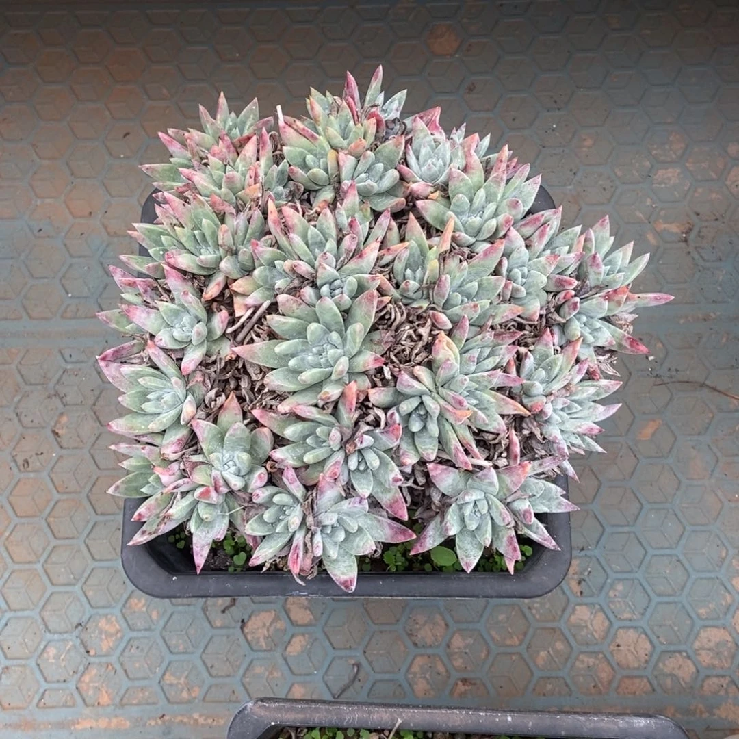 白雪朵朵多肉植物