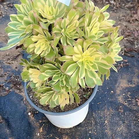 189艳日伞多肉法师锦