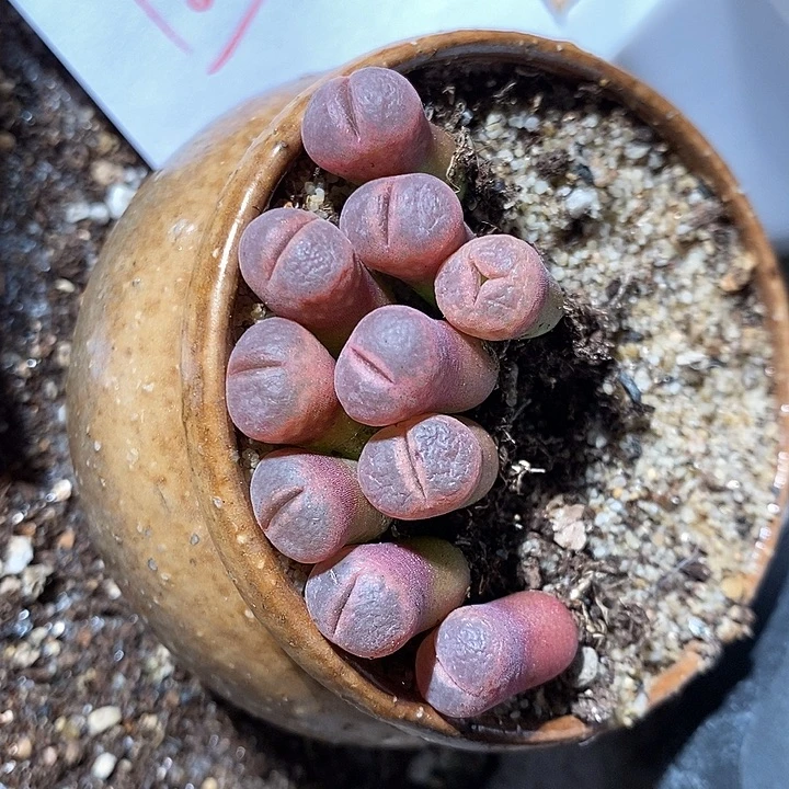 18307。  c10风铃一颗。