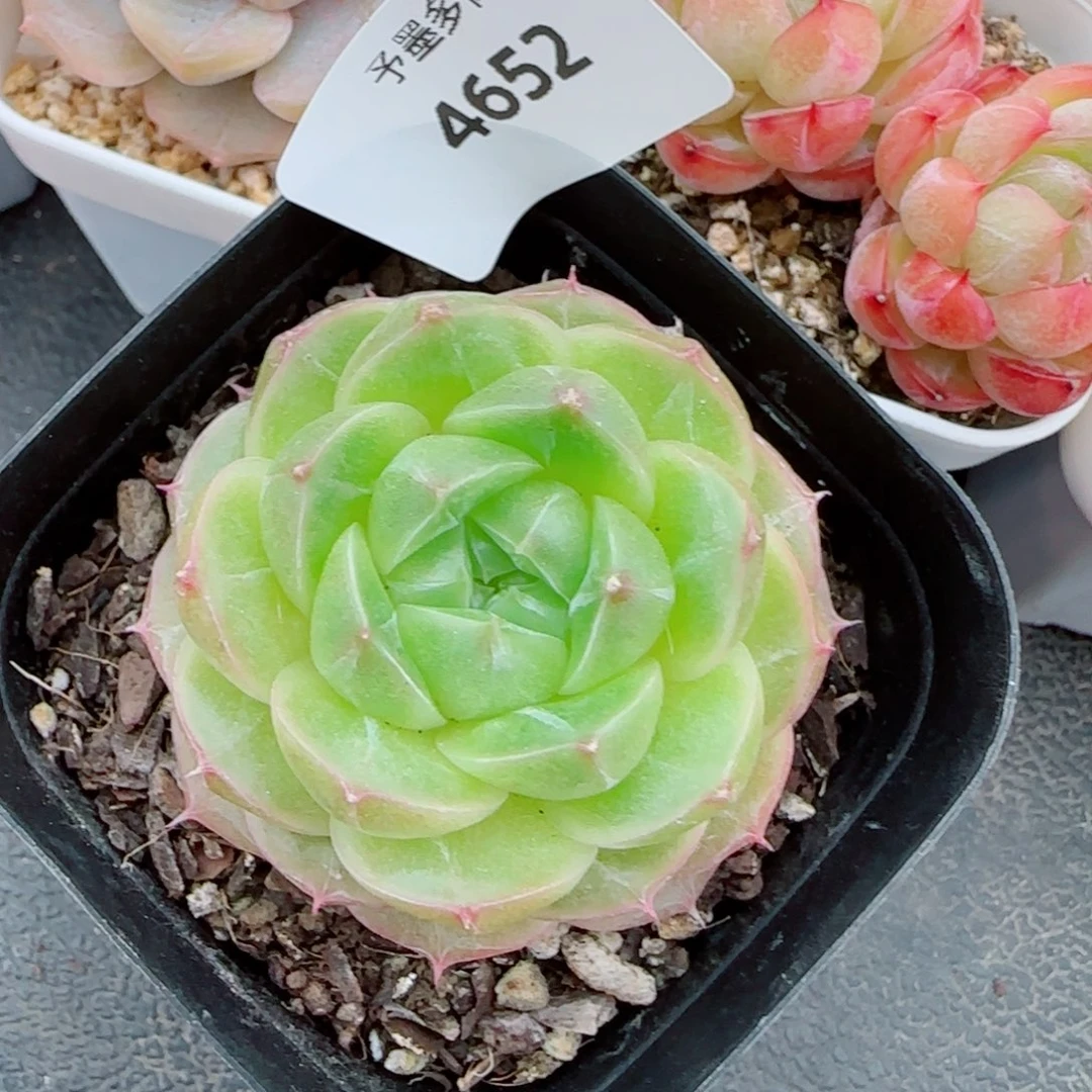 井天，4652多肉植物