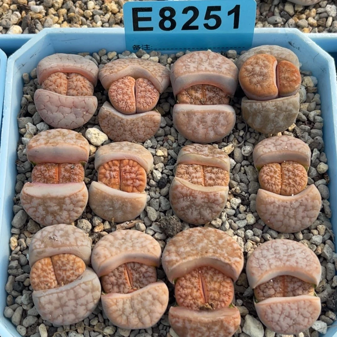 8251拿铁12颗。