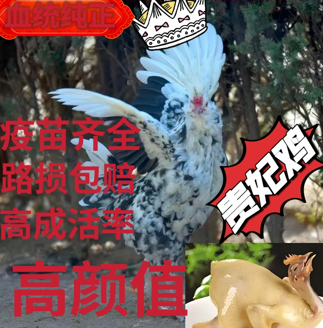 【鸡中贵族】半大网红正宗贵妃鸡生态散养脱温小鸡观赏鸡下蛋鸡整鸡