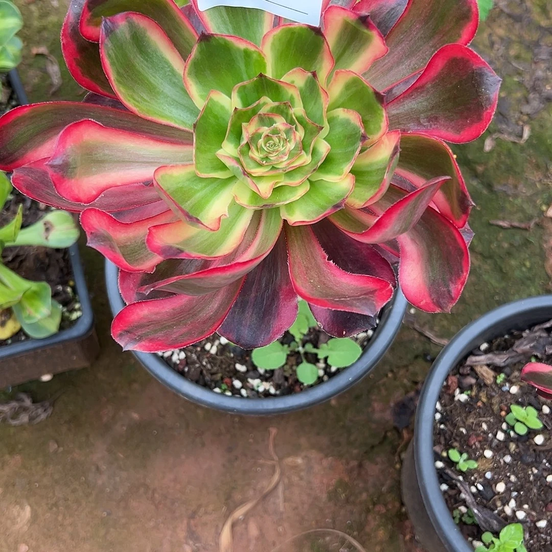 精品多肉植物247红魔女