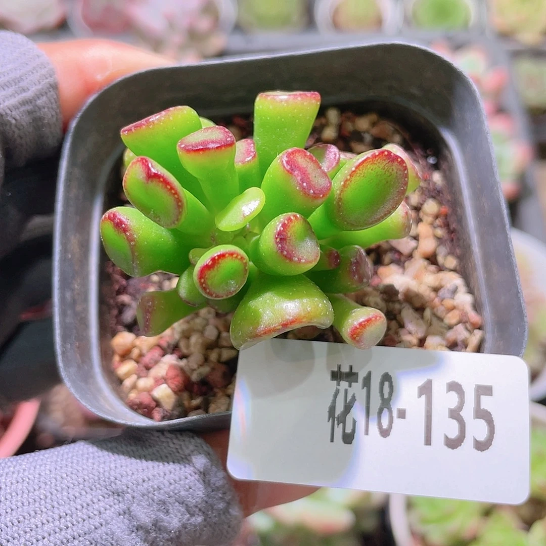 花利美18-135吸财树
