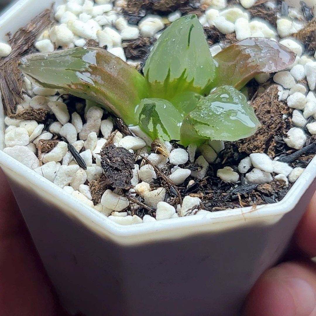 冰鸾玉十二卷多肉植物