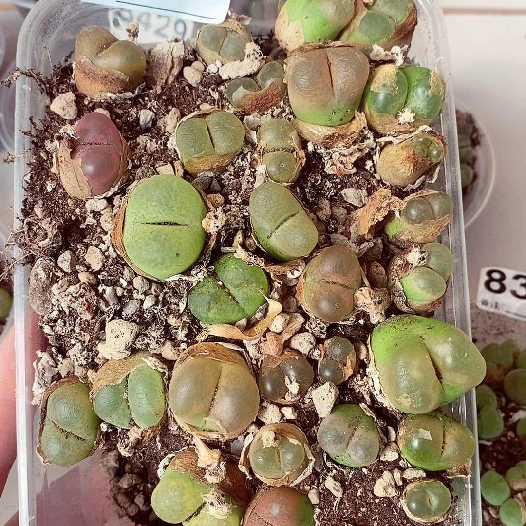 8411毛混啦啦啦啦啦噜