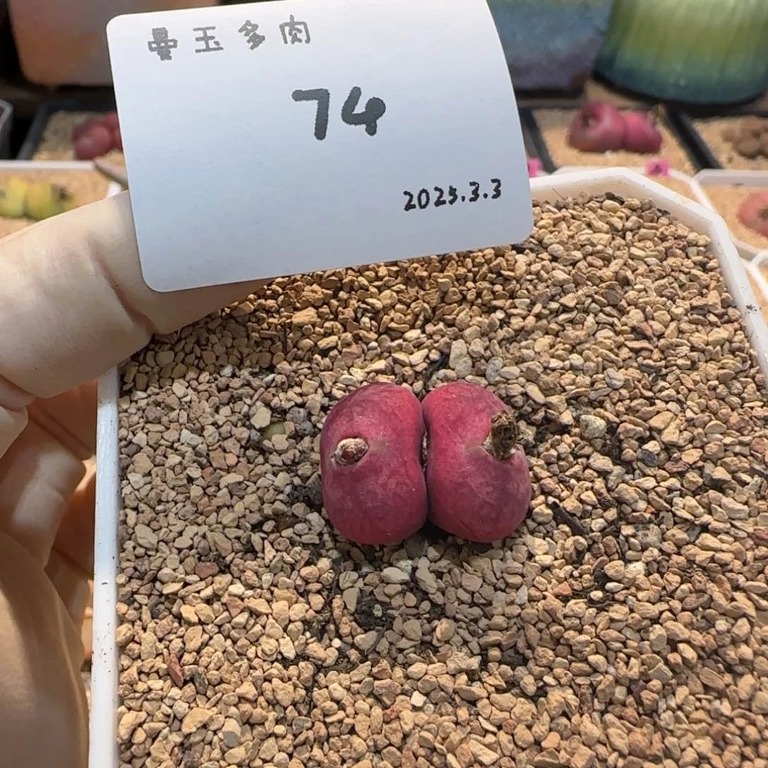 李**～多肉多肉多肉3.3-074