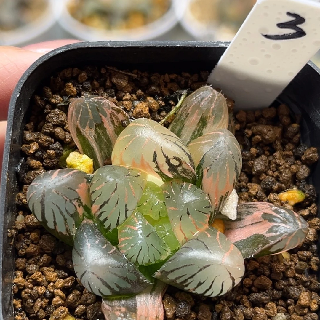 海***鲜3孔明灯玉露锦福利专场