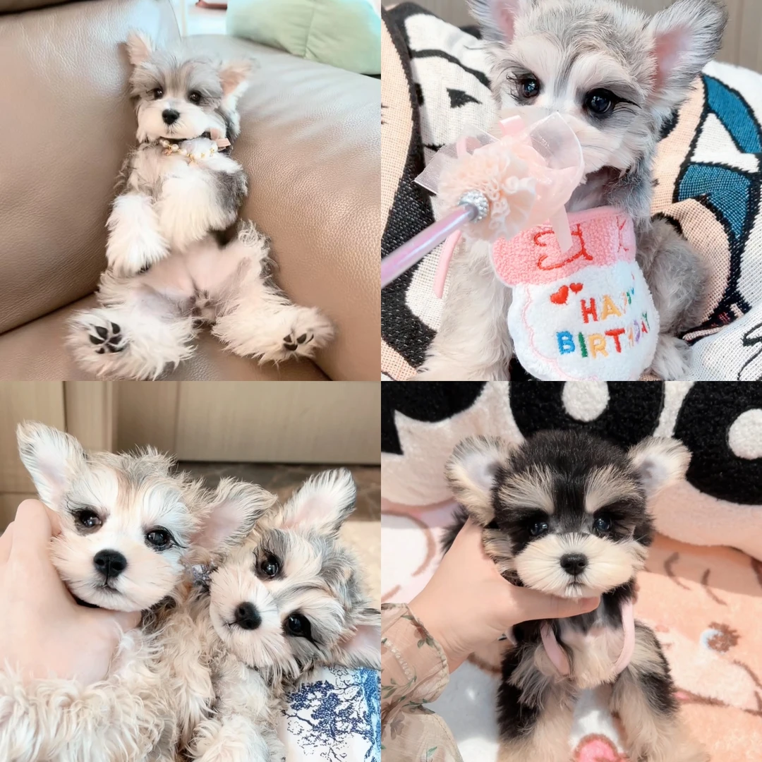 （朵朵家雪纳瑞宠物）狗狗宠物活体专用链接2