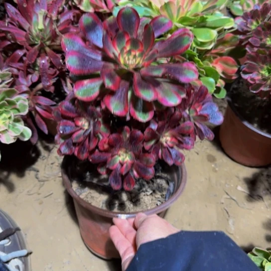 香奈儿9.9多肉植物