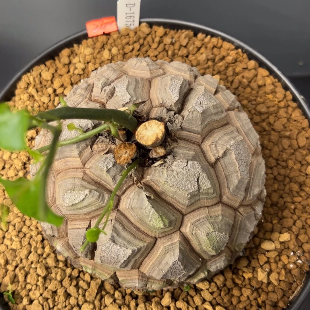 精品盆栽养定的龟甲龙1675号