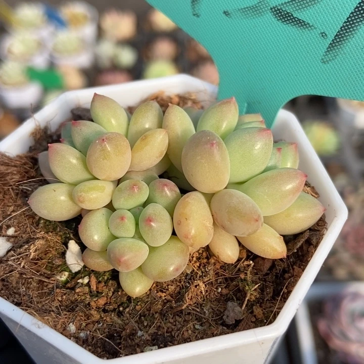 7321萤火虫多肉植物保护