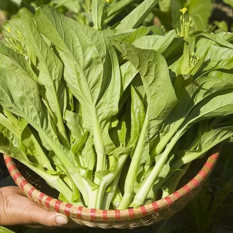 贵州农家自种新鲜白菜苔应季蔬菜整箱包邮