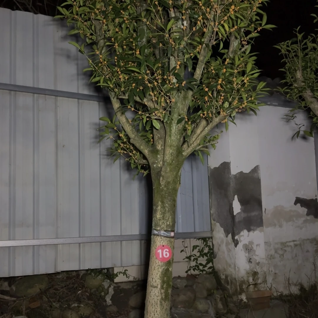 谁***谁大部分开放少量花苞