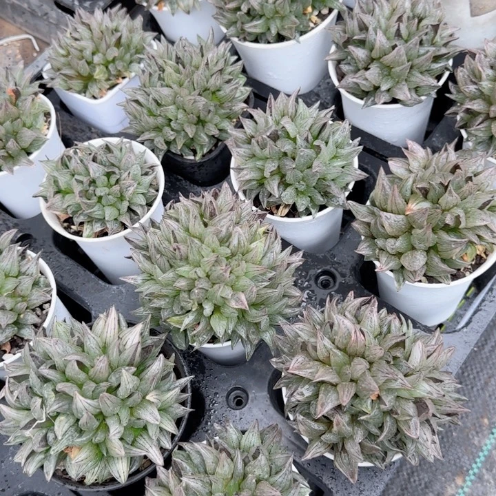 万象盆西瓜多肉植物一颗