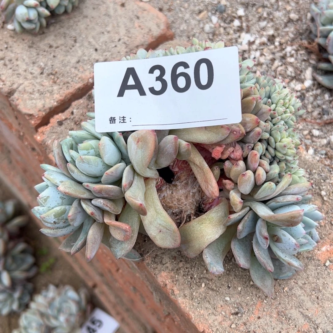 你***好360 多肉的人多肉多肉多肉