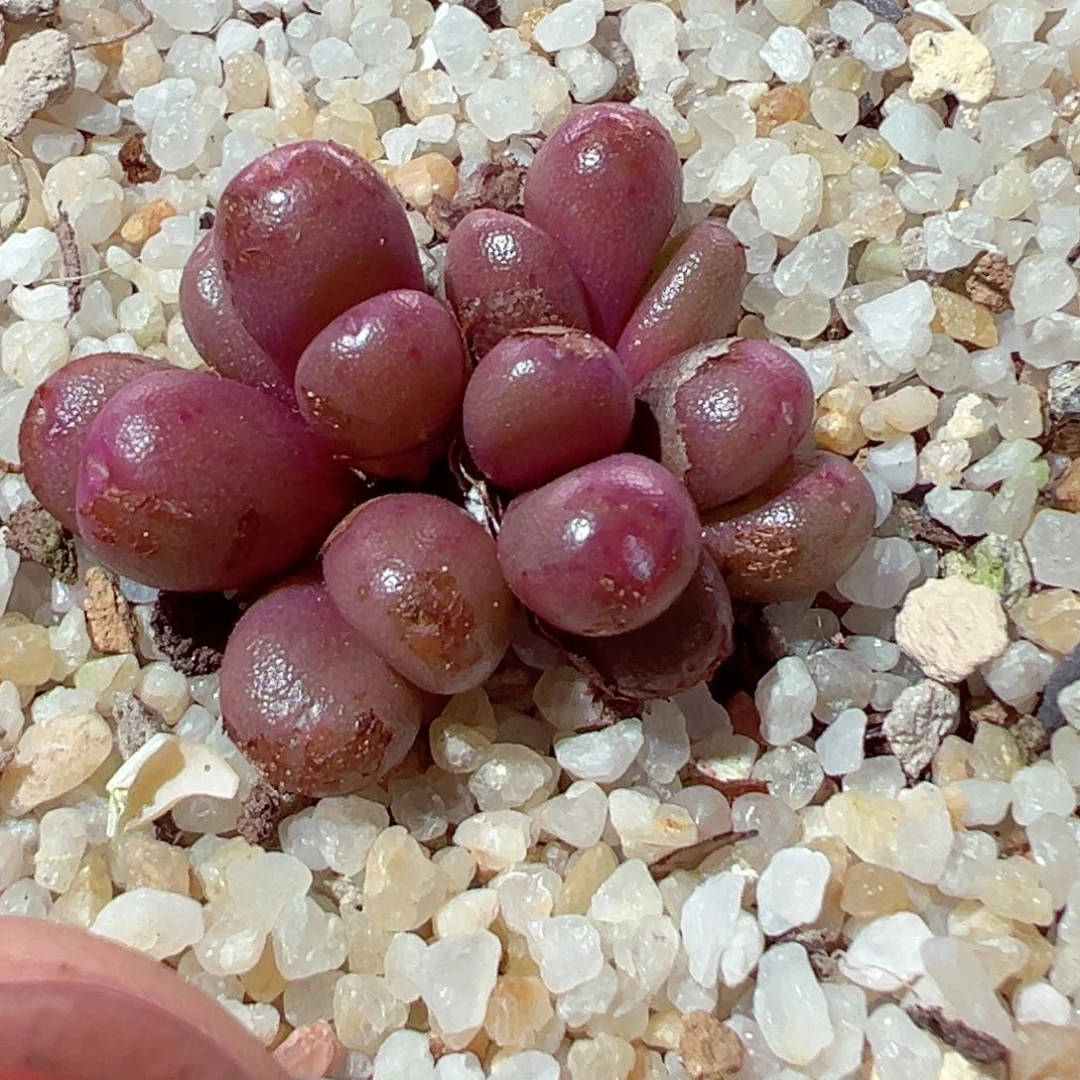 625-558多肉葡萄群带盆