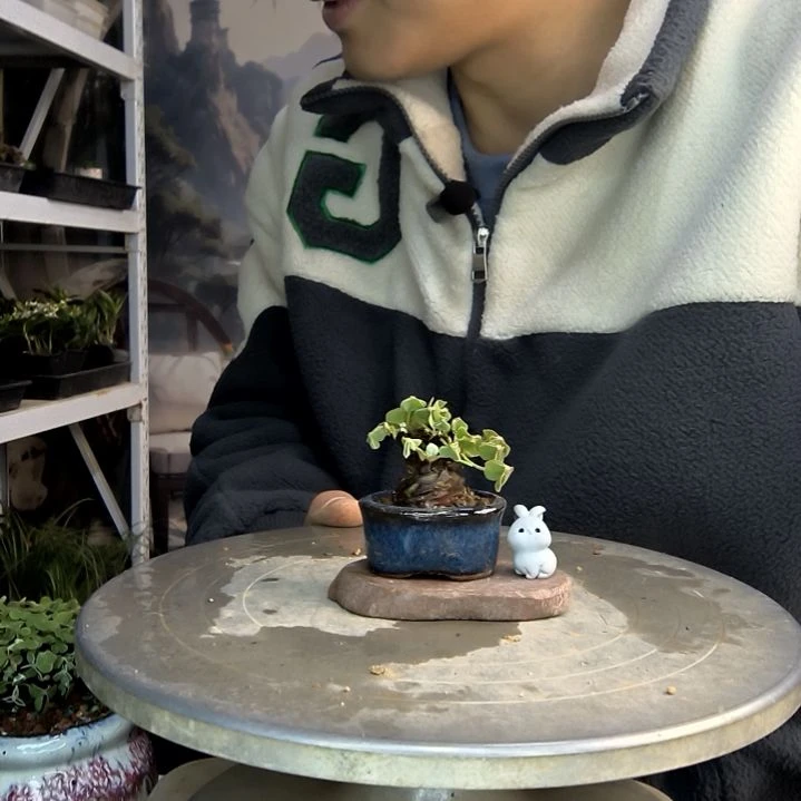 月**又小盆景小植物一物一拍112