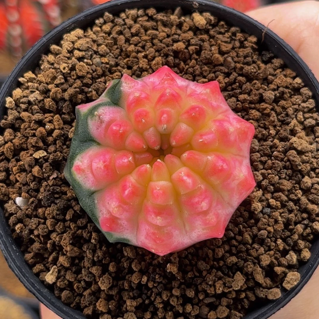 粉红豹貘锦 米哈仙人球