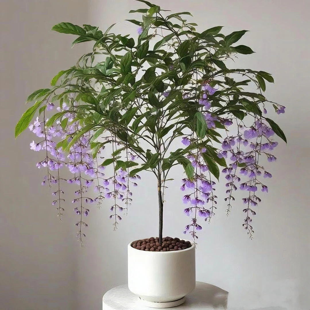 【浓香型】垂丝茉莉花苗四季开花室内阳台盆栽茉莉花苗懒人爆花神器