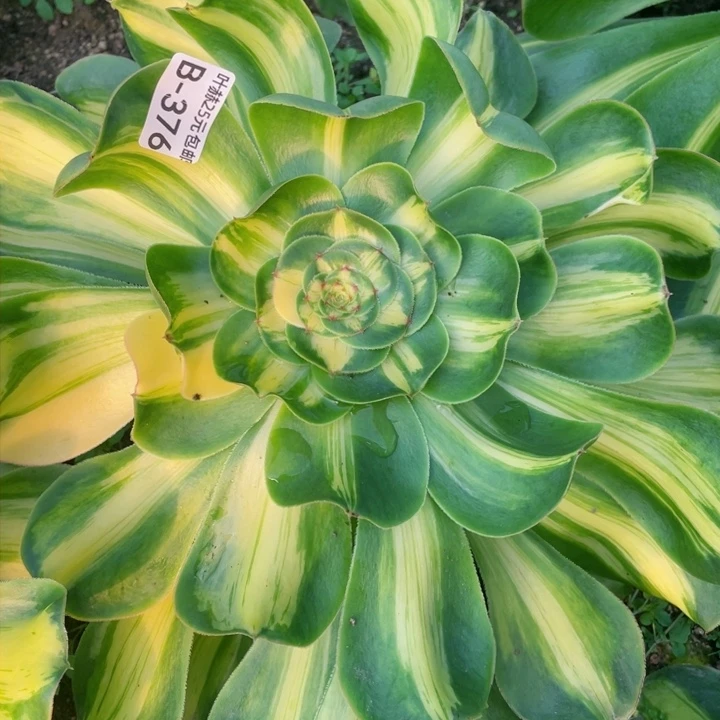 376暴君多肉12345678