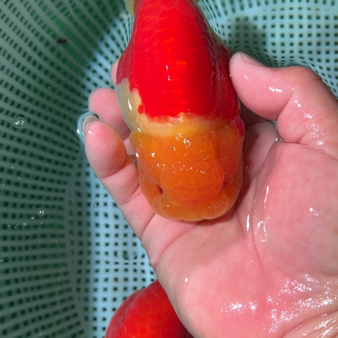 ****猫金鱼潘氏金鱼兰寿金鱼