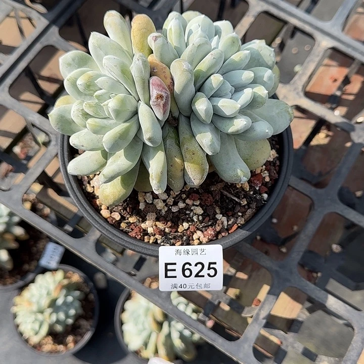 妖*拇指哈哈哈哈哈哈哈