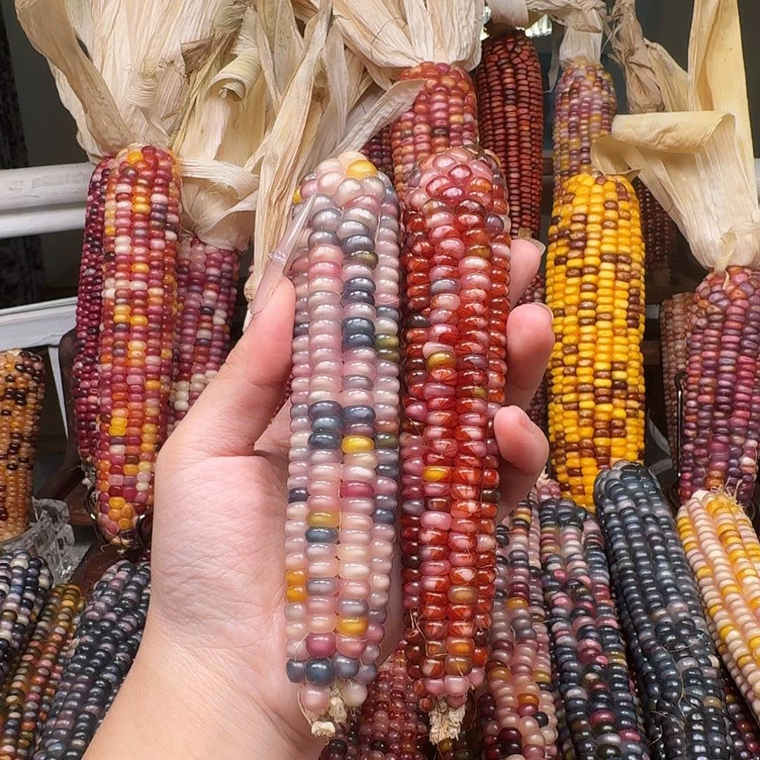 大****吊坠柏香籽/百香籽