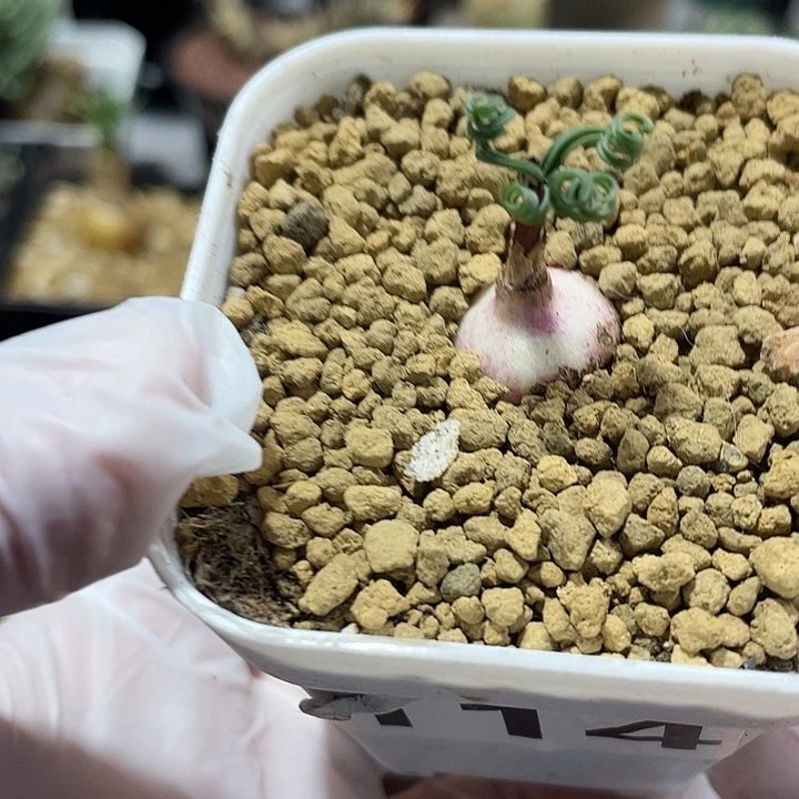 114GL蚊香弹簧草，