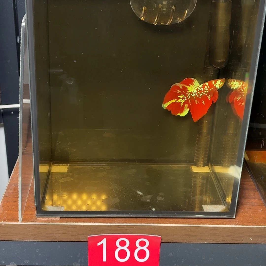 斗鱼彩金红魔半月