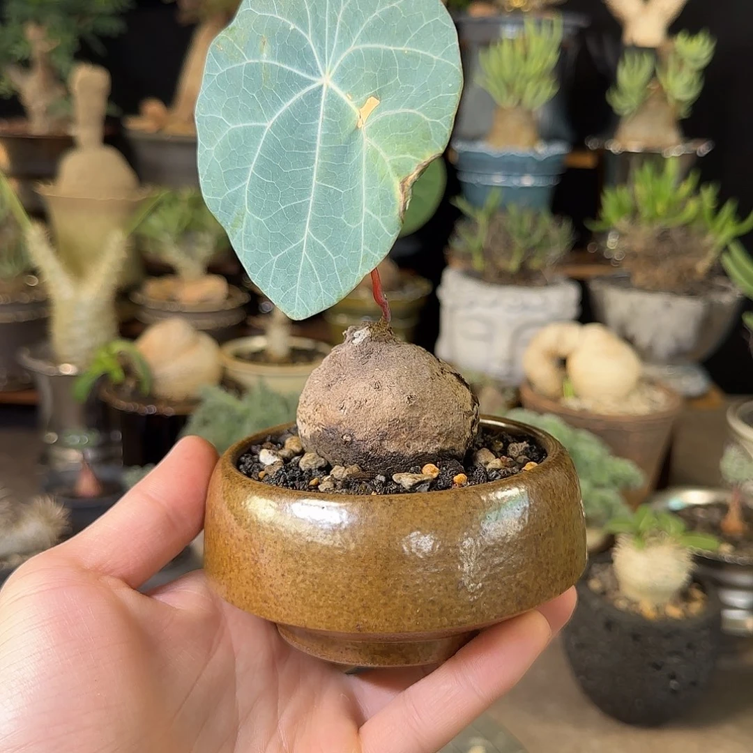 一物一拍老家一叶龟210