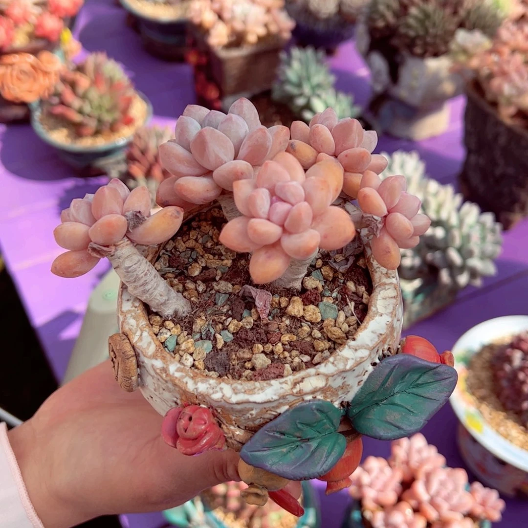 香水带盆发快递的