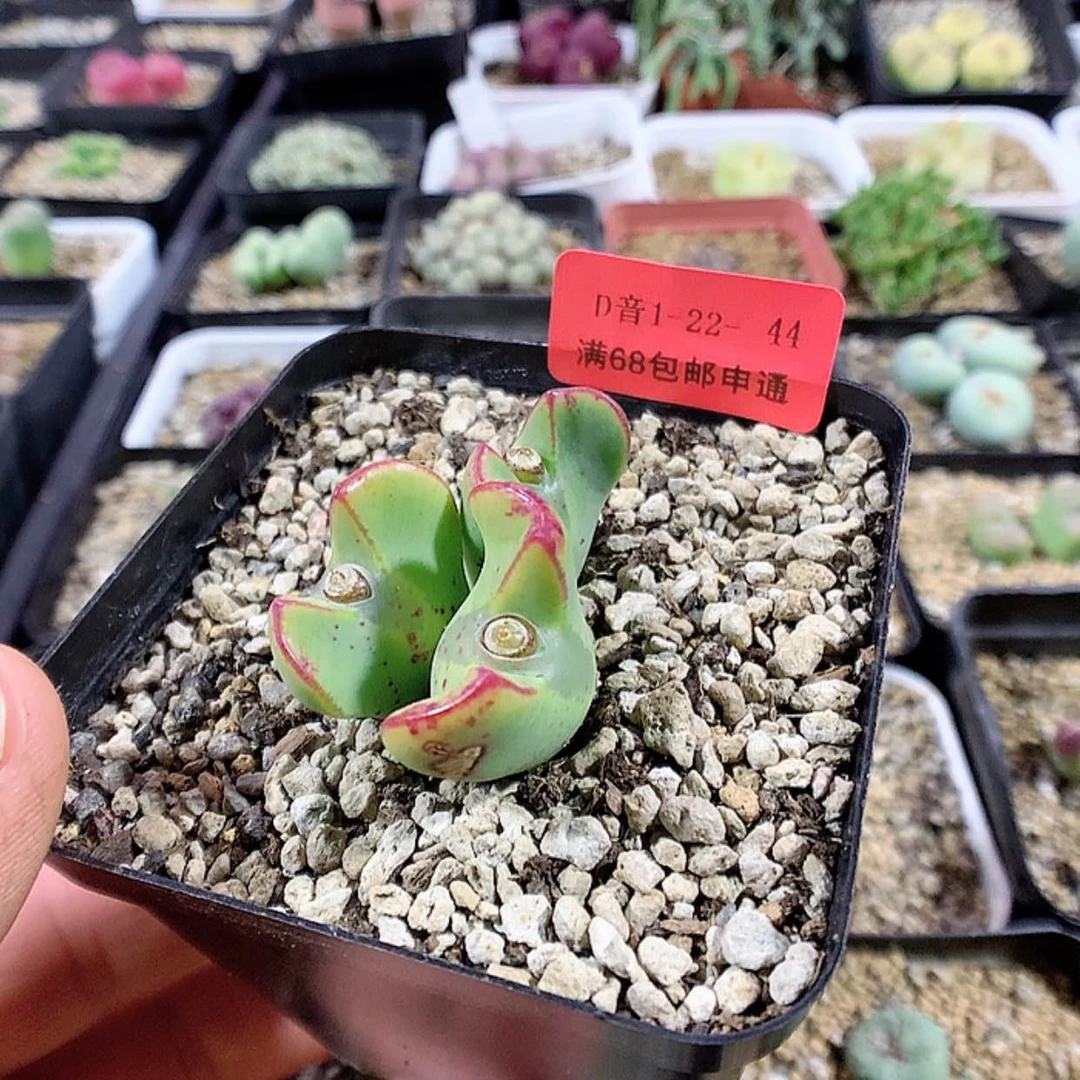 【闪购商品】1-22-44 瑕疵少将肉肉 22