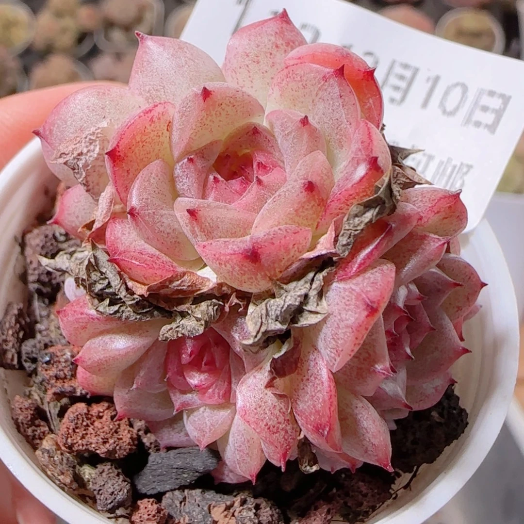 花语多肉1210-133溏心麦秆散