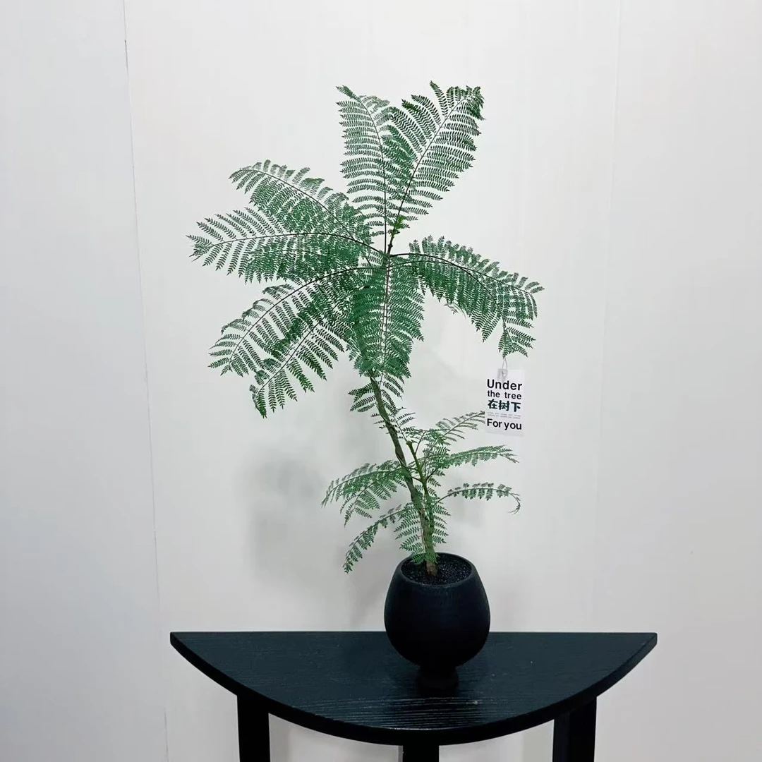 ins蓝花楹网红绿植室内植物甲醛客厅办公室桌面花卉盆栽