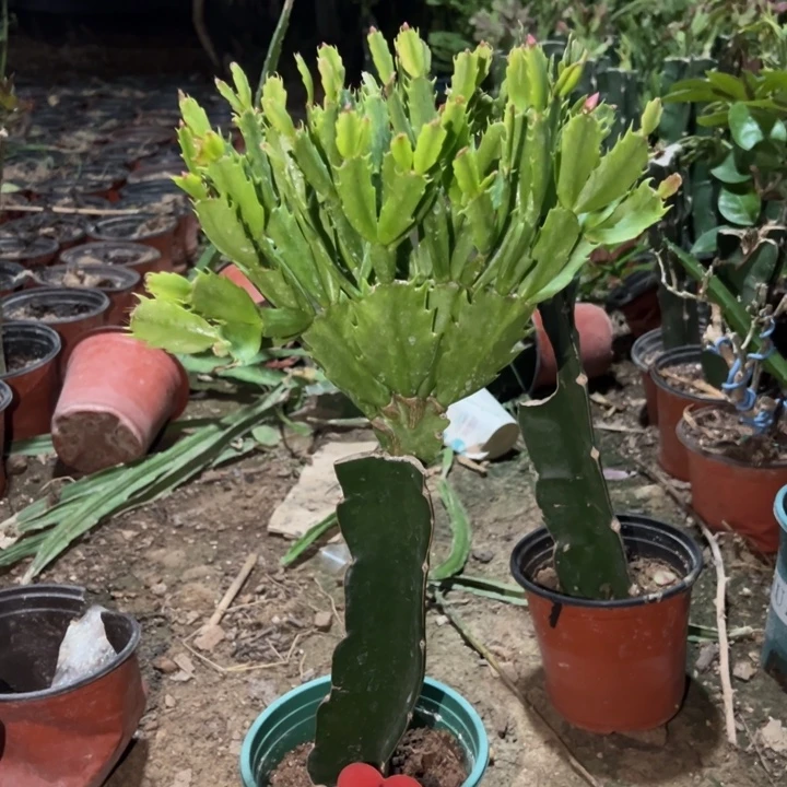 感***生当前无花栽培后可以开花083  1167