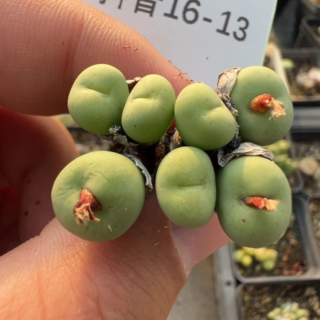 16-13肉锥多肉植物