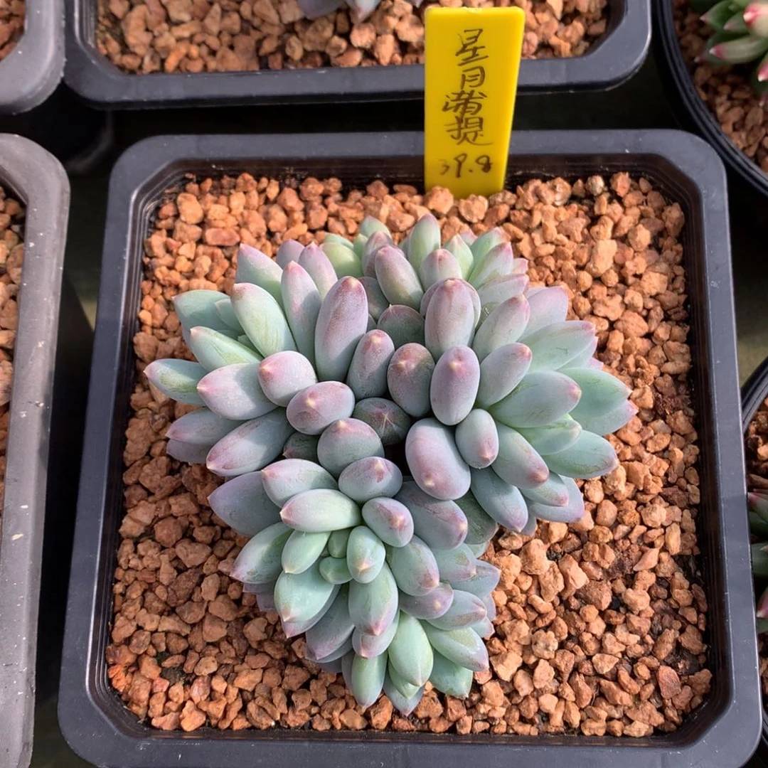 我们家的小姐姐们