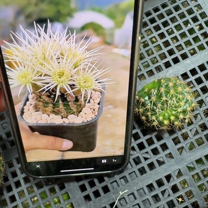 240丽花白昭和歪无根侧牙3公分左右