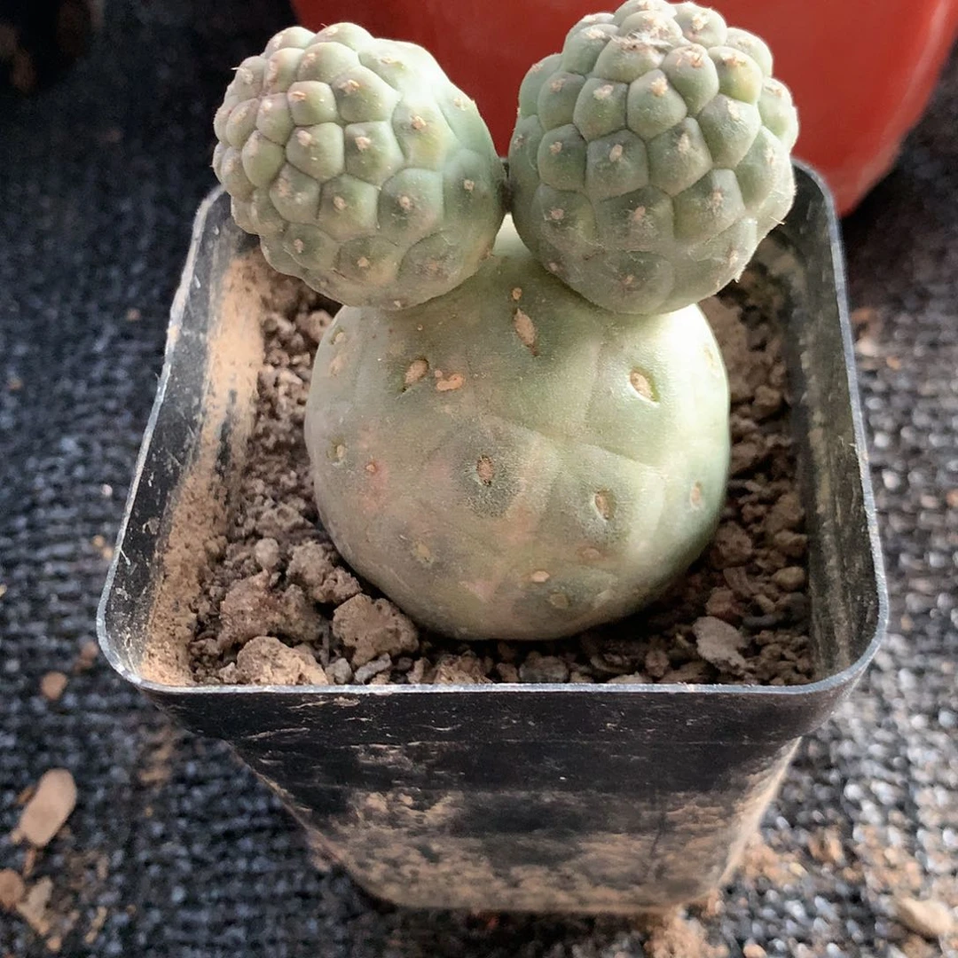 【闪购商品】三头米奇绿皮洞洞习