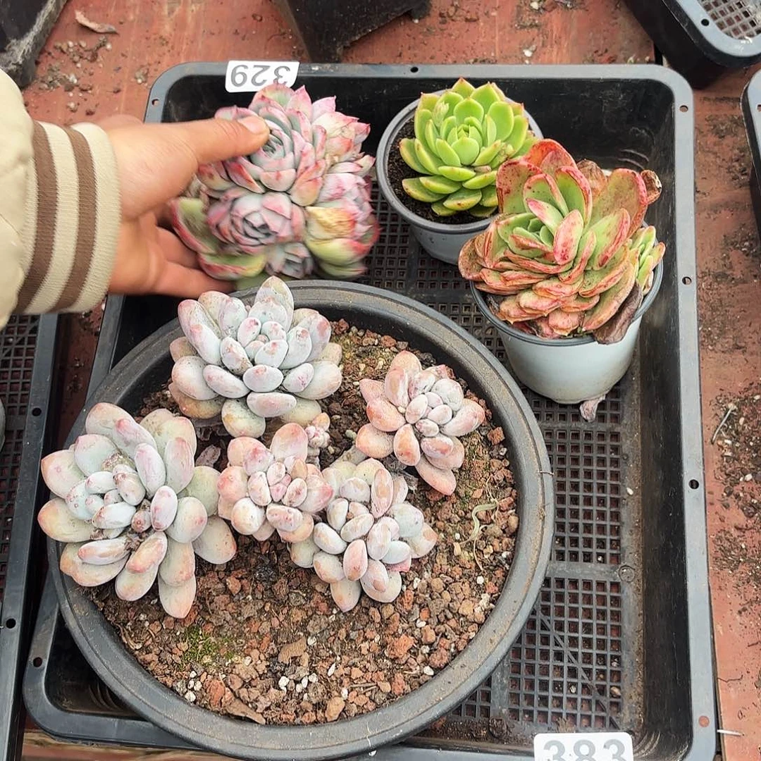 多肉植物宽拍383号