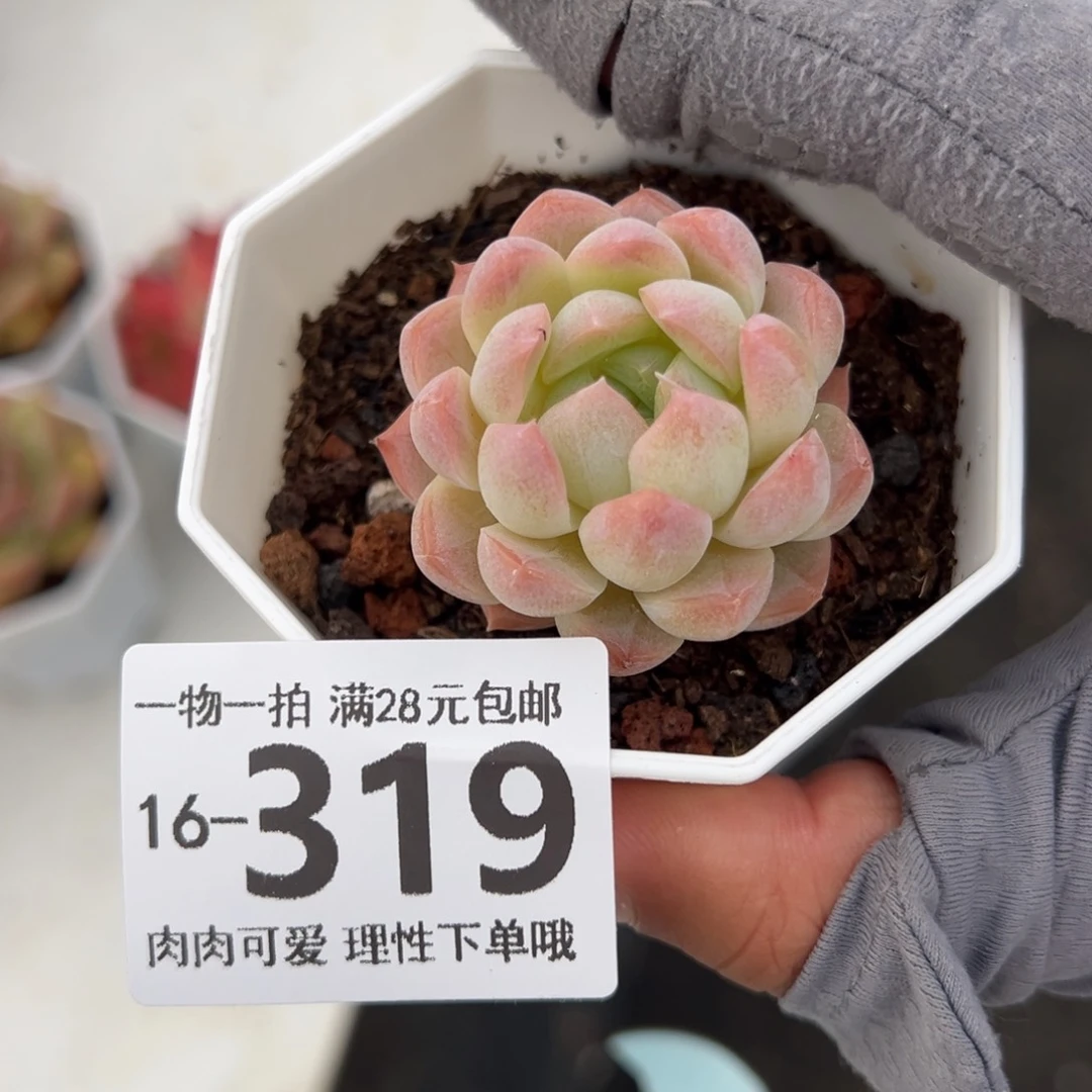 白桃汽水多肉多肉