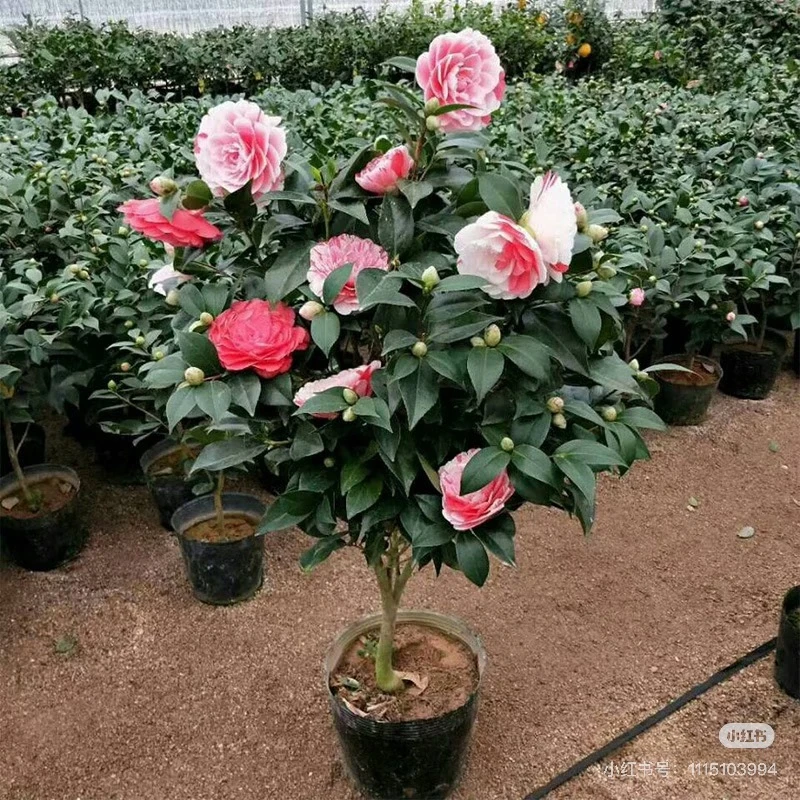 【新疆包邮】大号五色赤丹四季茶花满屋飘香带花苞耐寒易活绿植花卉