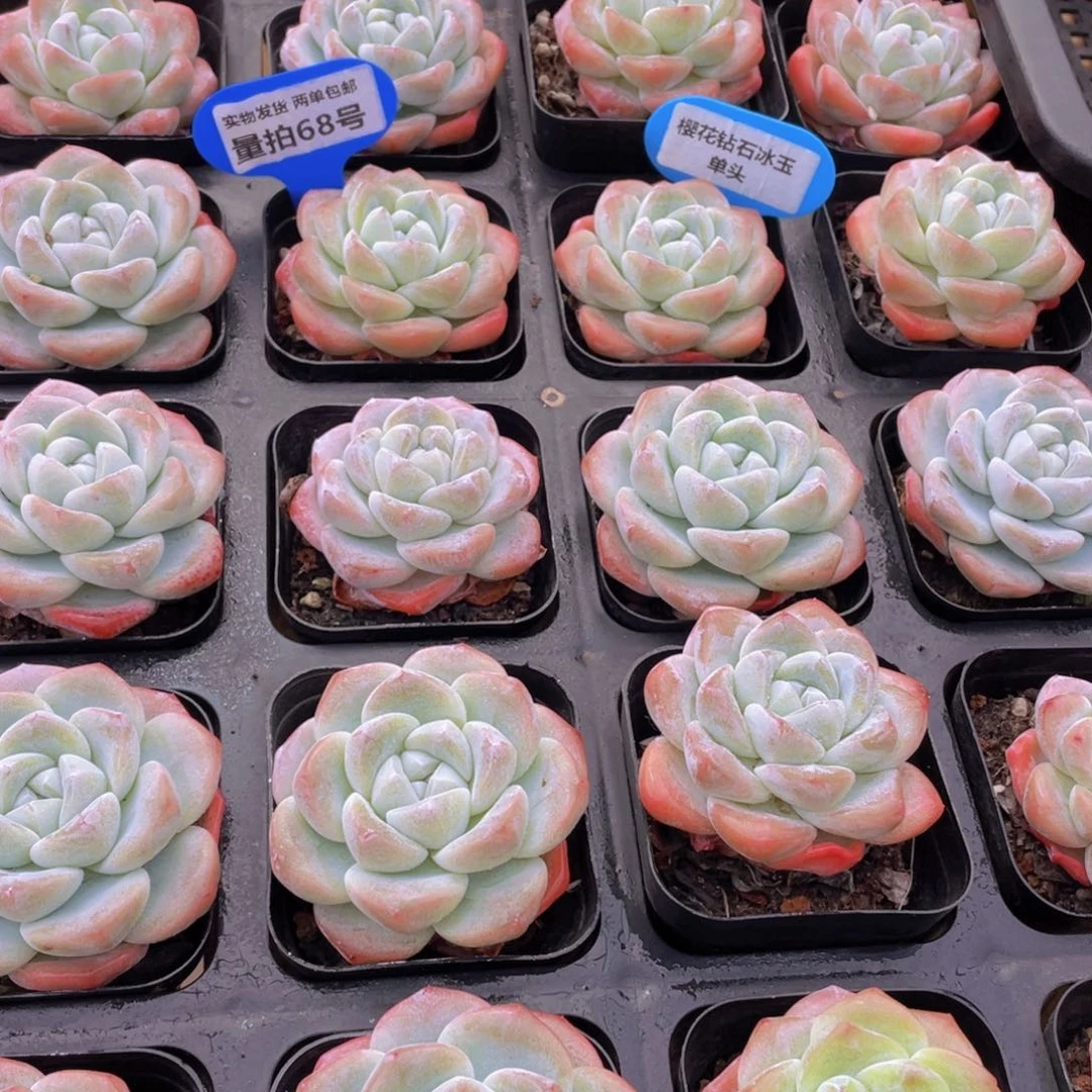 量拍68号 樱花钻石冰玉单头一个